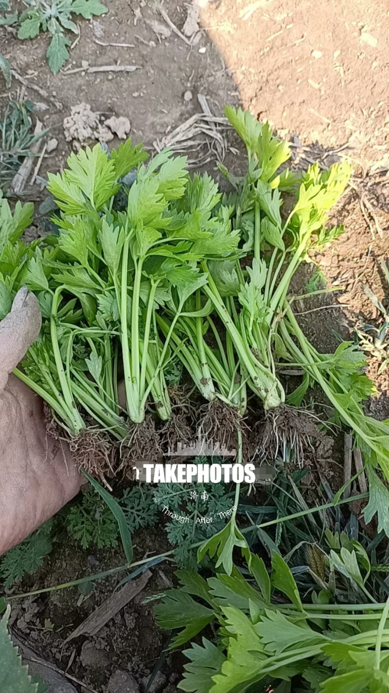 山东济南芹菜苗法国皇后优质芹菜苗品质保证成活率高