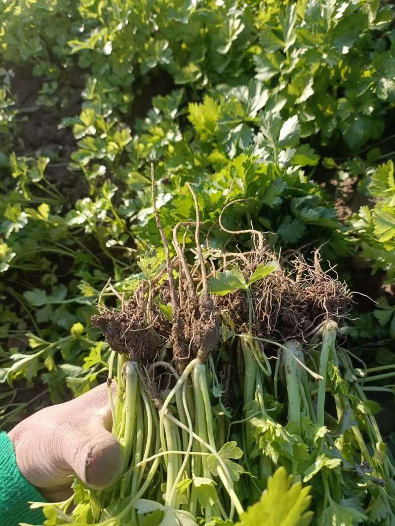 山东济南芹菜苗法国皇后优质芹菜苗品质保证成活率高