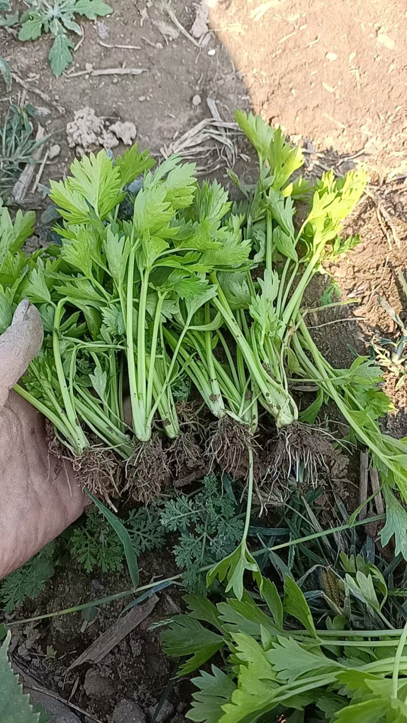 山东济南芹菜苗法国皇后优质芹菜苗品质保证成活率高