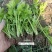 山东济南芹菜苗法国皇后优质芹菜苗品质保证成活率高