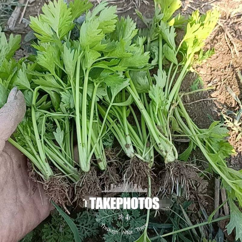 山东济南芹菜苗法国皇后优质芹菜苗品质保证成活率高