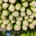 【热卖】优质芹菜新鲜供应，基地大量现货供应，中大颗，实惠