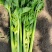【热卖】优质芹菜新鲜供应，基地大量现货供应，中大颗，实惠