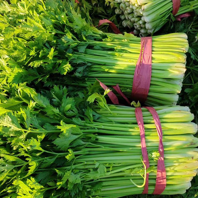 【热卖】优质芹菜新鲜供应，基地大量现货供应，中大颗，实惠