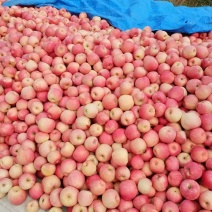 【优选】辽宁寒富苹果/全国发货/视频看货/保质保量