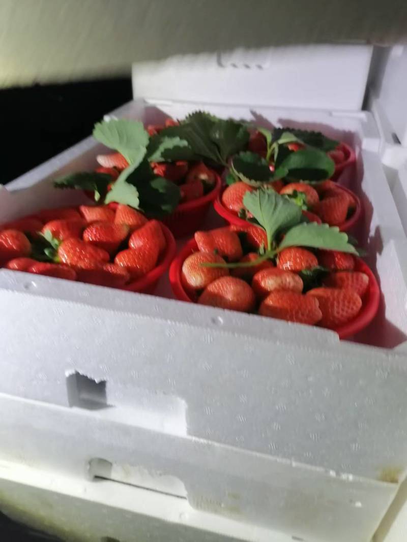 精品草莓自产自销产地供货/供超市电商社团