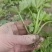芹菜苗基地直供大量出售优质芹菜苗价格美丽易成活