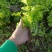 芹菜苗基地直供大量出售优质芹菜苗价格美丽易成活