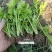 芹菜苗基地直供大量出售优质芹菜苗价格美丽易成活