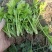 芹菜苗基地直供大量出售优质芹菜苗价格美丽易成活