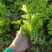 芹菜苗基地直供大量出售优质芹菜苗价格美丽易成活