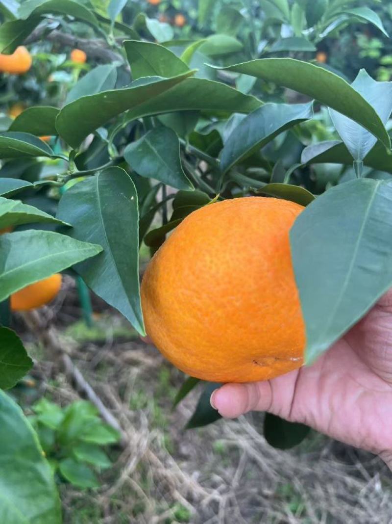 精品爱媛橙大量供应四川产地直发，皮薄多汁，量大从优。