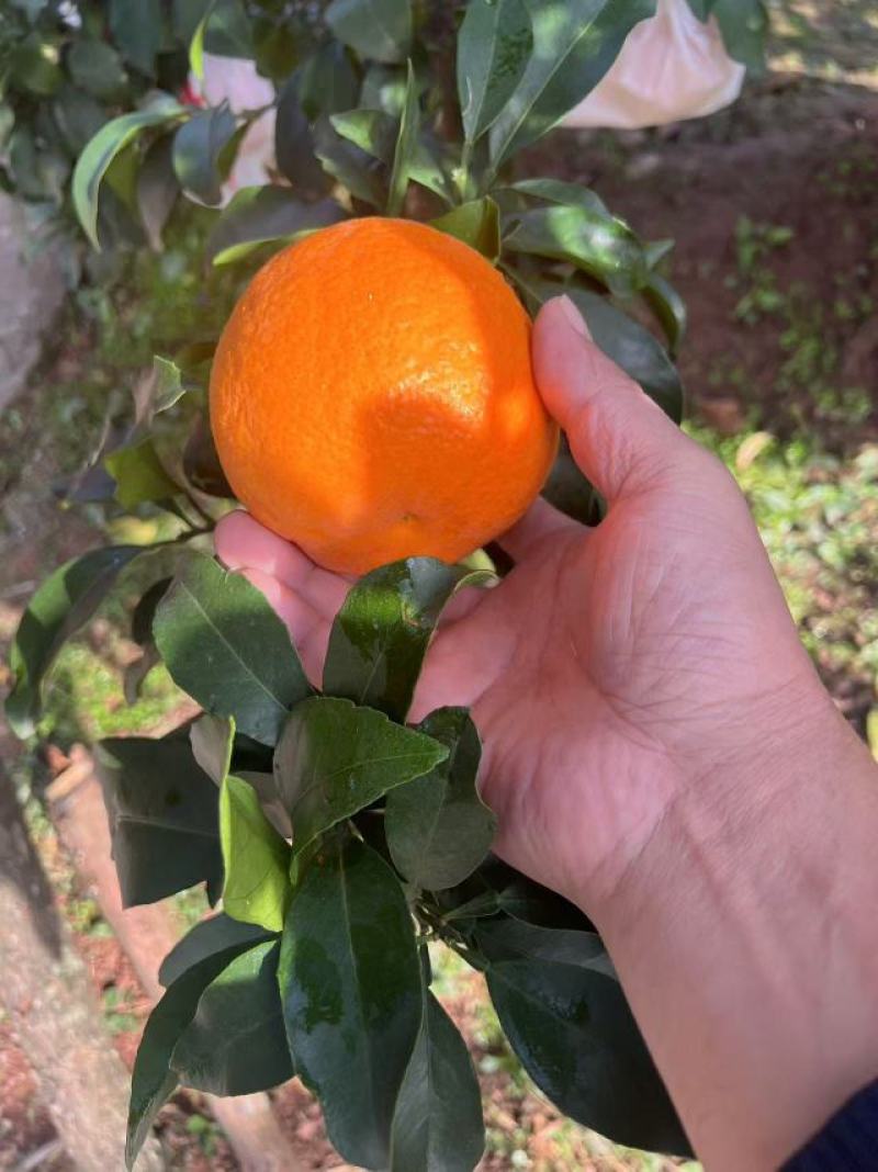 精品爱媛橙大量供应四川产地直发，皮薄多汁，量大从优。