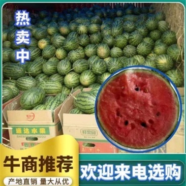 早春红玉大量供应报价真实，全美2k西瓜，一手货源