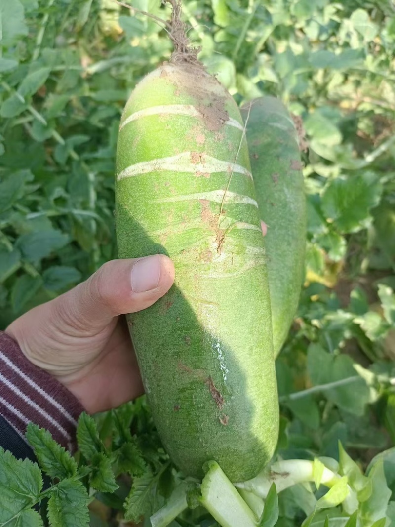 山东滨州水果萝卜青萝卜大量上市，对接电商，批发市场超市