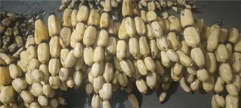精品莲藕，货源充足，产地直发，诚信经营，欢迎客商来电