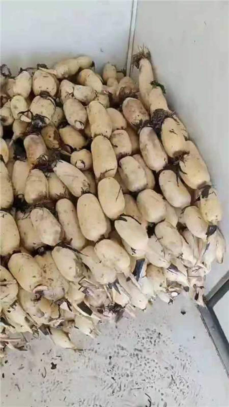 精品莲藕，货源充足，产地直发，诚信经营，欢迎客商来电