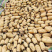 精品莲藕，货源充足，产地直发，诚信经营，欢迎客商来电