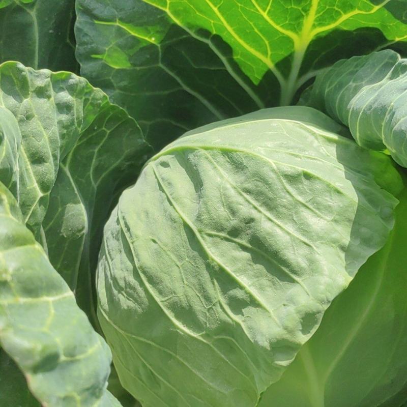 实力推荐中甘甘蓝大量有货颜色好发亮个头均匀