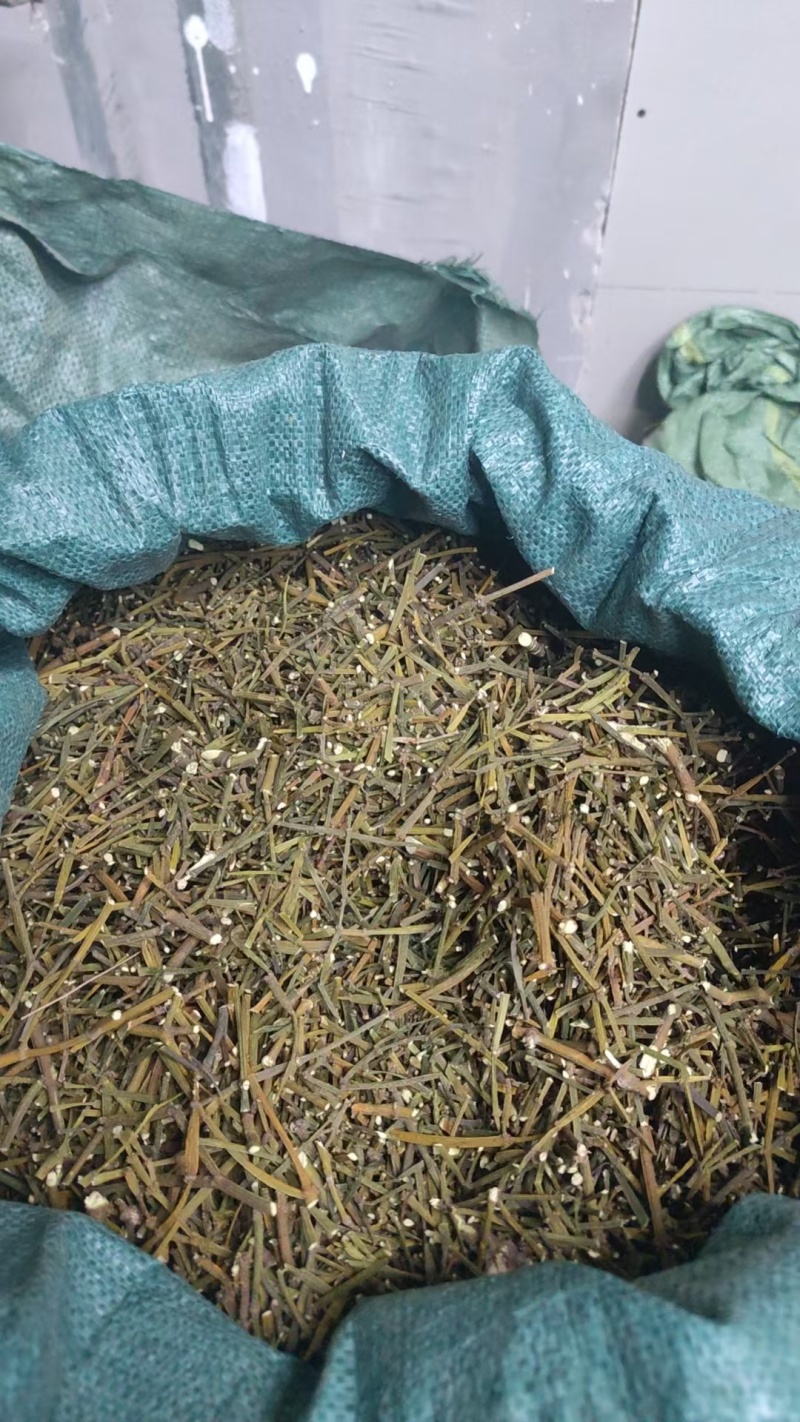寄生草