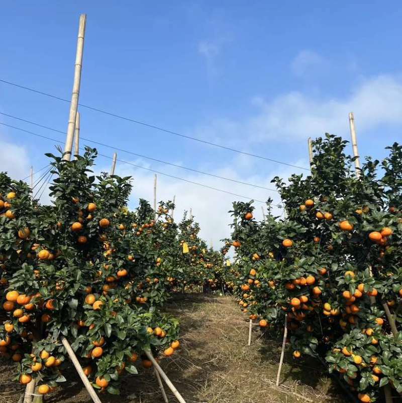 现货广西砂糖橘百亩基地电商代发实力代办欢迎老板