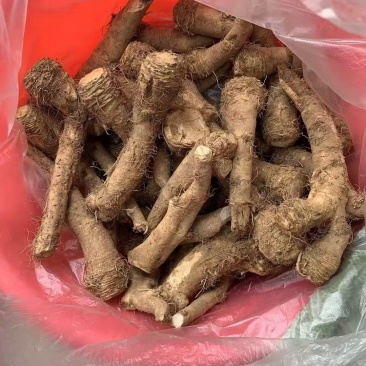 【推荐】江苏辣根对接全国量大从优保质保量现挖现发一手货源