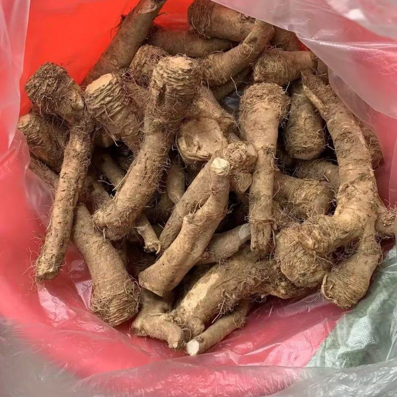 【推荐】江苏辣根对接全国量大从优保质保量现挖现发一手货源
