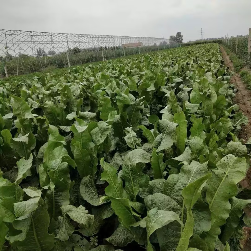 【推荐】江苏辣根对接全国量大从优保质保量现挖现发一手货源