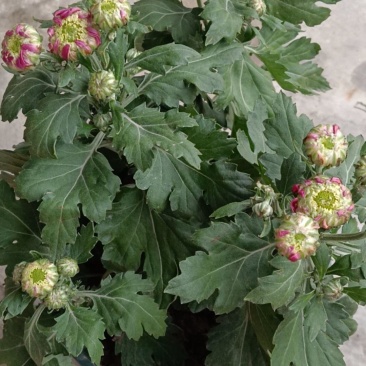 山东菊花，大菊花，九月菊，地址资产