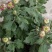 山东菊花，大菊花，九月菊，地址资产