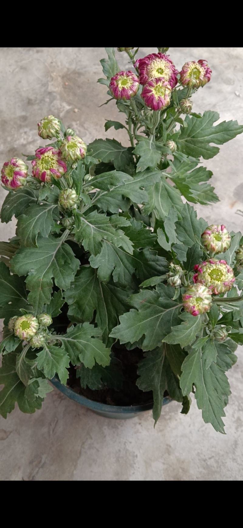山东菊花，大菊花，九月菊，地址资产