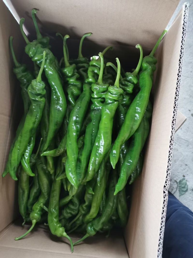 福建精品螺丝椒，鲜辣椒本地一手货源，产地直发。