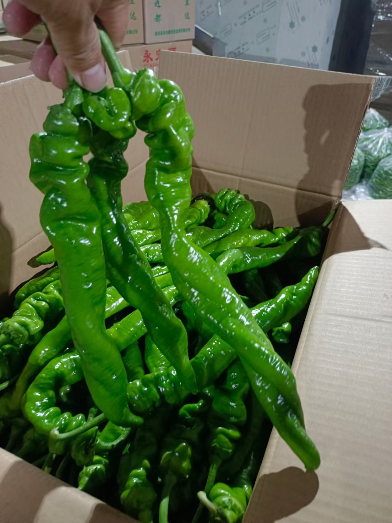 福建精品螺丝椒，鲜辣椒本地一手货源，产地直发。