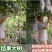 澳洲甜王葡萄苗,品种对版,包技术