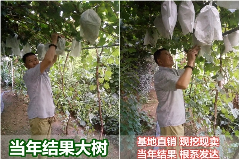 澳洲甜王葡萄苗，品种对版，包技术