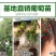 澳洲甜王葡萄苗,品种对版,包技术