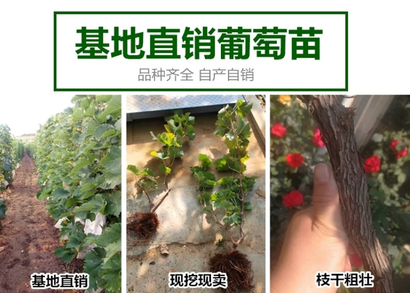 澳洲甜王葡萄苗，品种对版，包技术