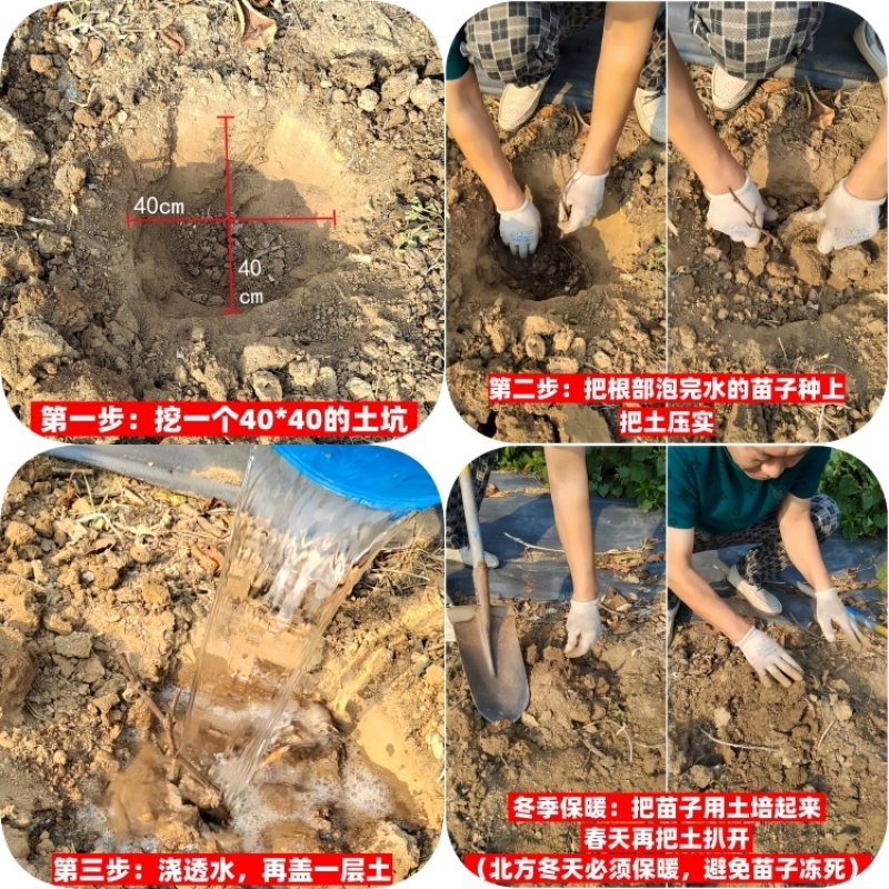 澳洲甜王葡萄苗，品种对版，包技术