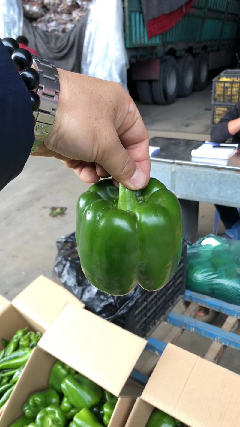 福建精品鲜辣椒，方椒，太空椒，圆椒产地一手货源。