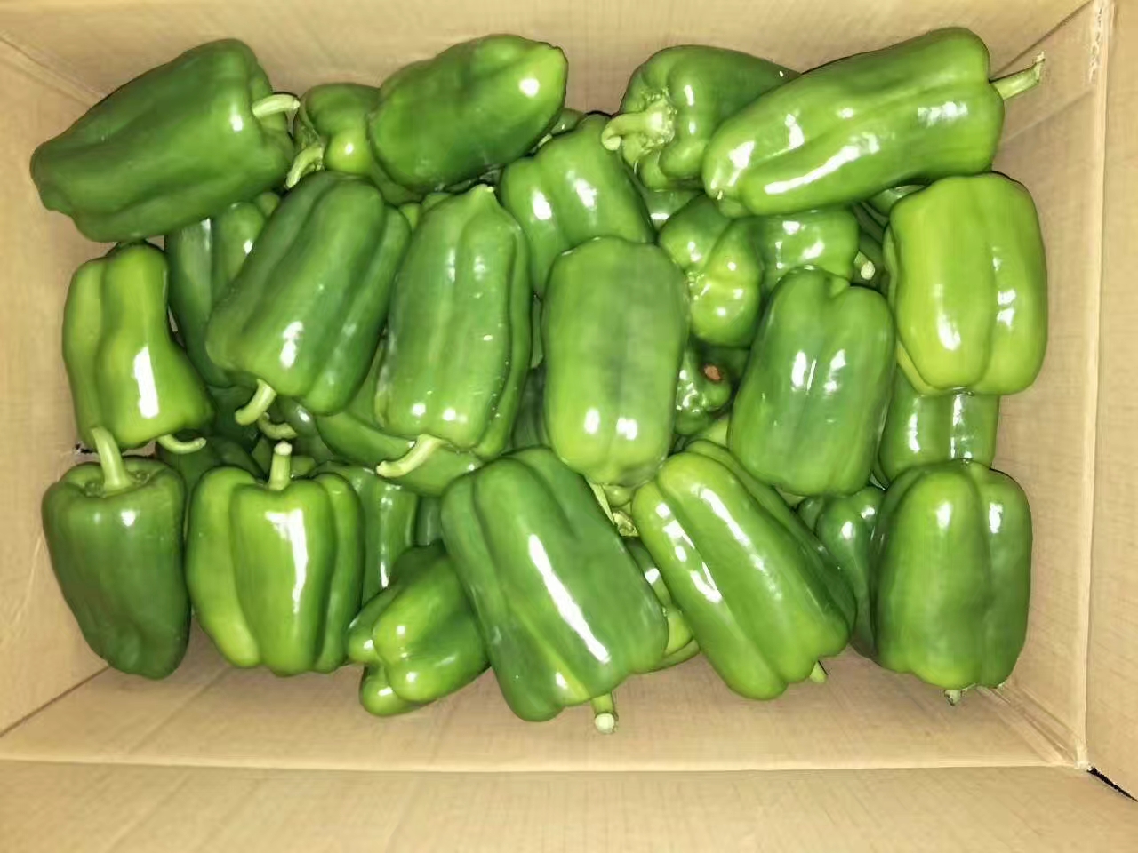 展示圆椒放入保鲜袋并用纸巾包裹的冷藏方法 圆椒在冰箱中的正确储存方式示意图