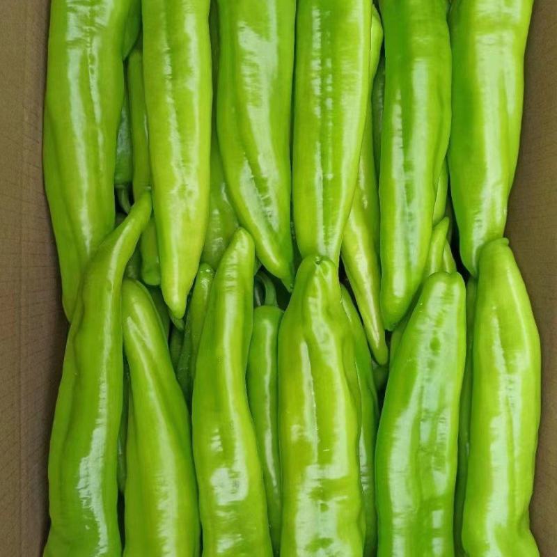 福建精品鲜辣椒，黄皮椒，尖椒产地一手货源。