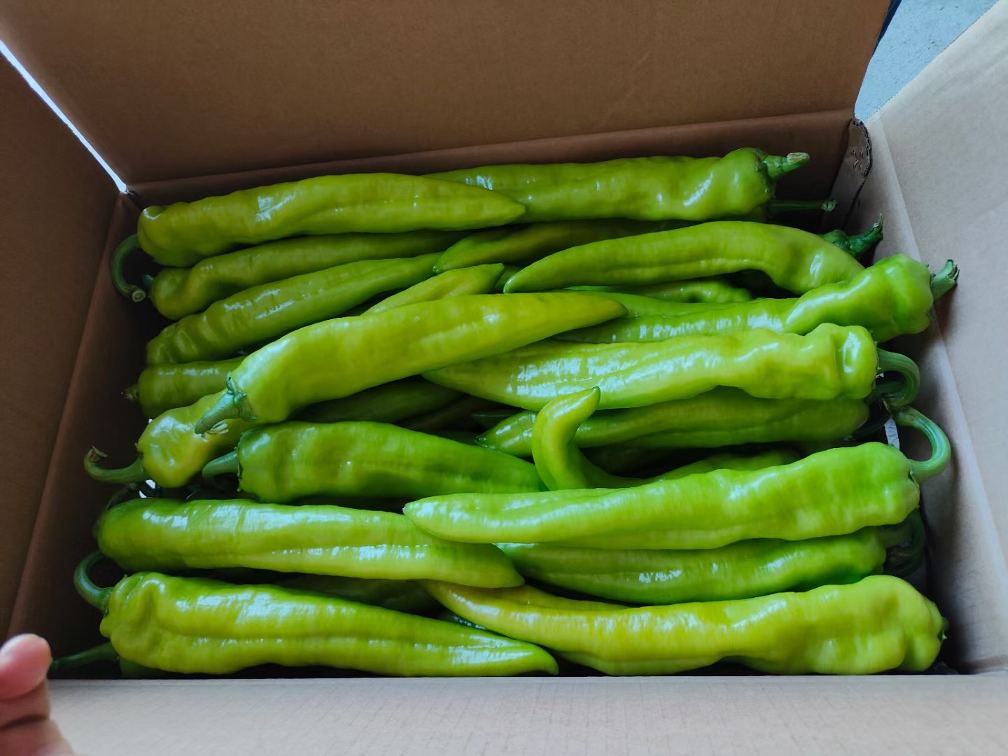 密封袋中的青辣椒整齐排列在冰箱冷冻抽屉中 辣椒被装入密封袋并放入冰箱冷冻室