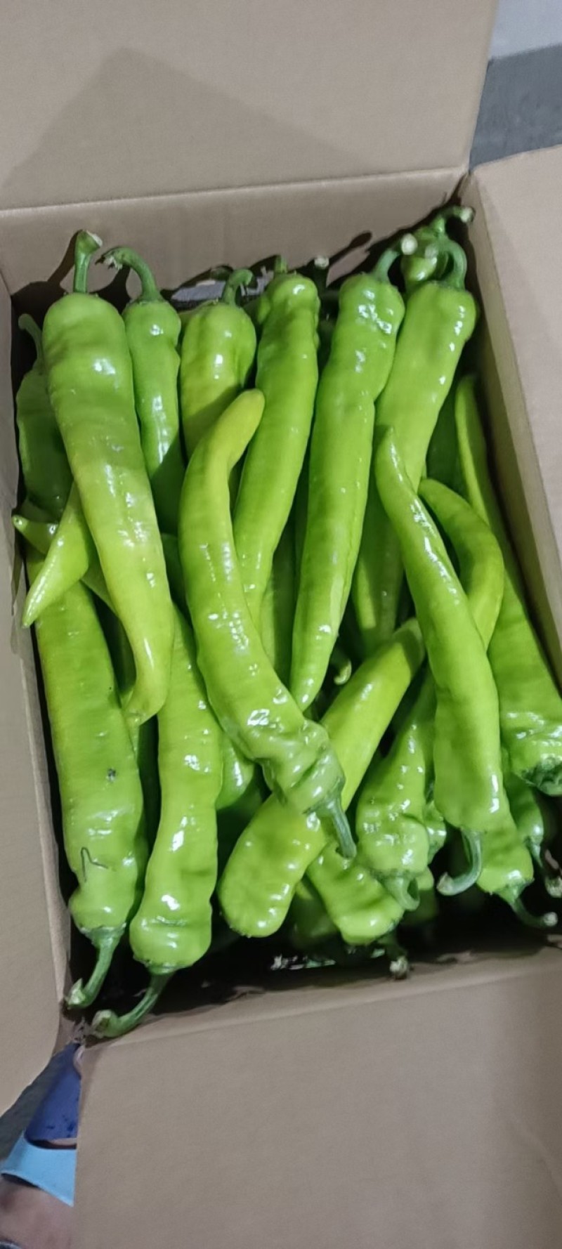 福建精品鲜辣椒，黄皮椒，尖椒产地一手货源。