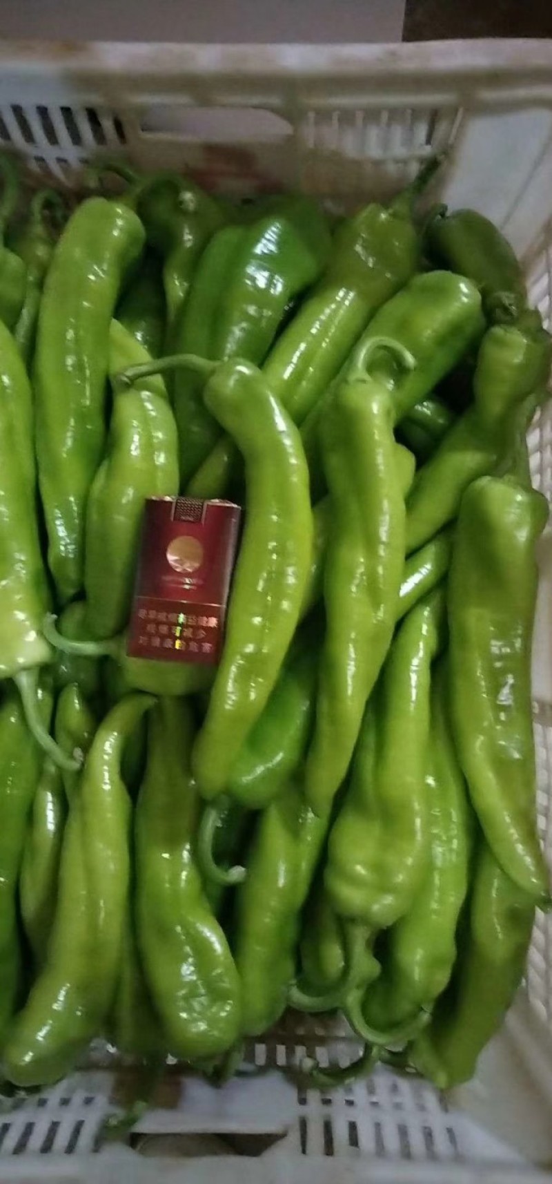 福建精品鲜辣椒，黄皮椒，尖椒产地一手货源。