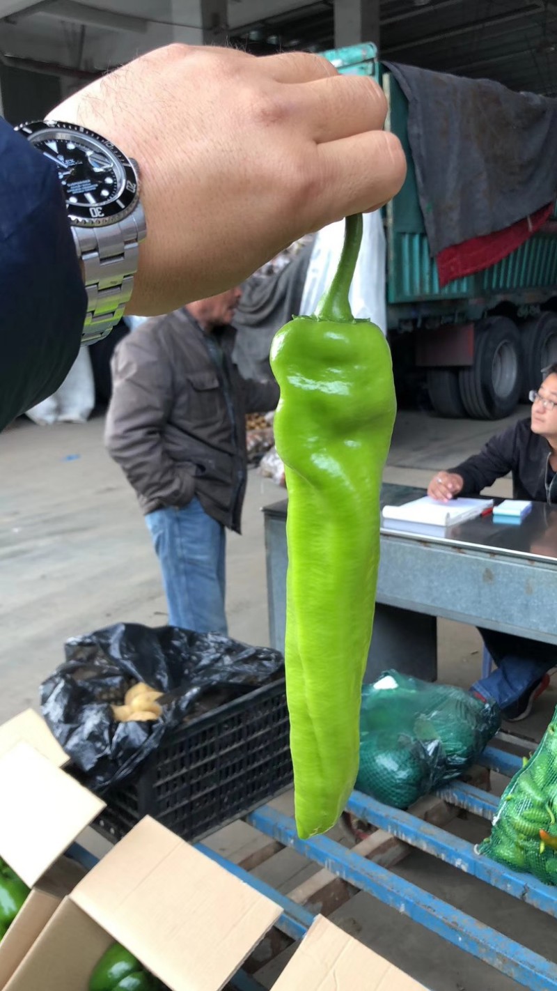 福建精品鲜辣椒，黄皮椒，尖椒产地一手货源。