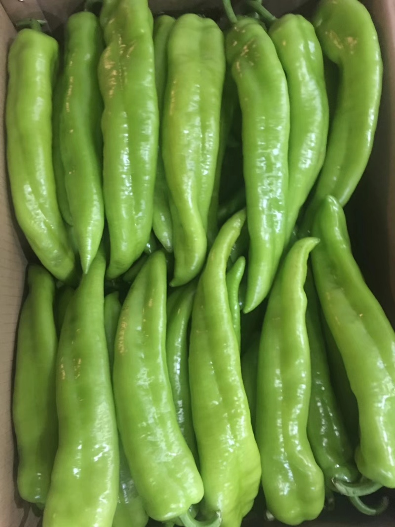 福建精品鲜辣椒，黄皮椒，尖椒产地一手货源。