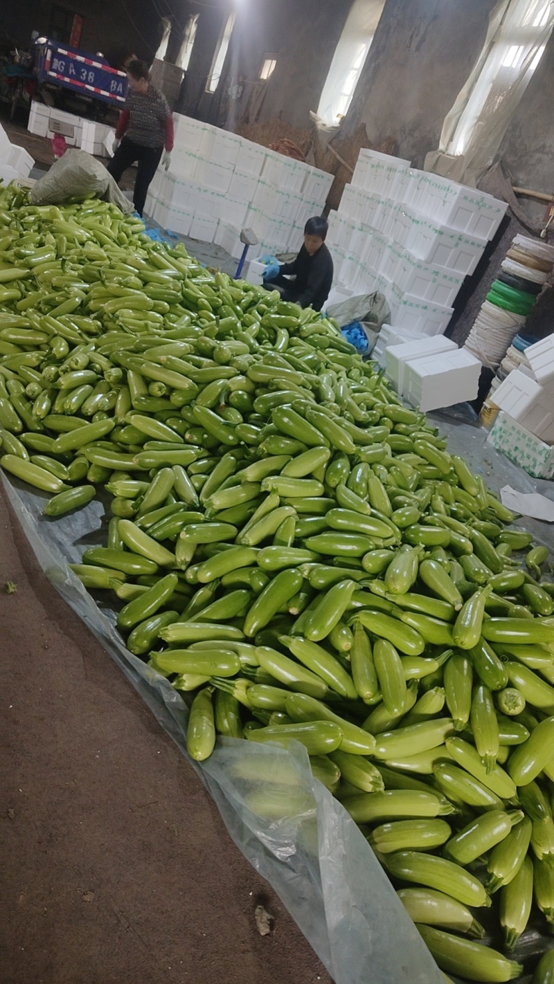 东石来宾菜场大量批发绿皮西葫芦，质量很好，信誉可靠，欢迎