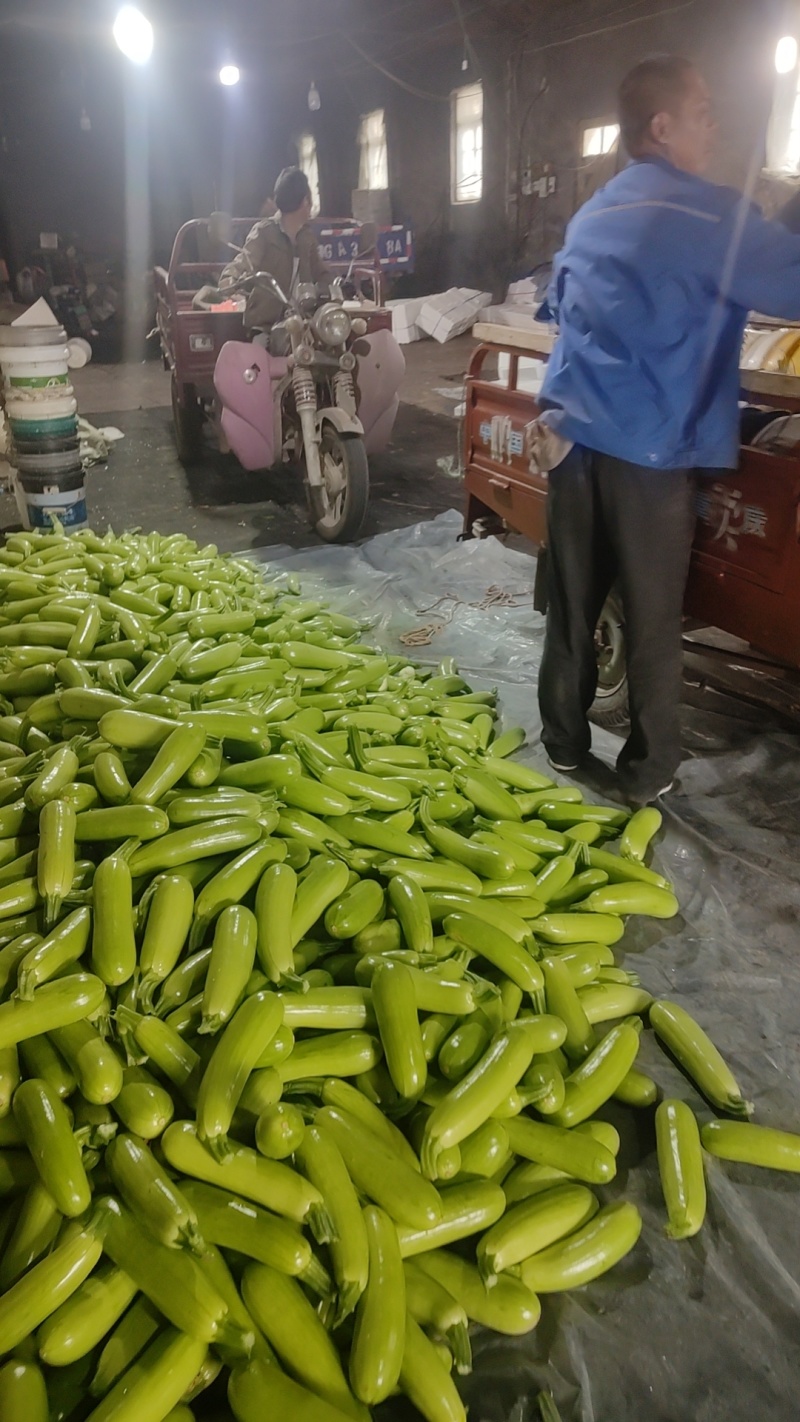 东石来宾菜场大量批发绿皮西葫芦，质量很好，信誉可靠，欢迎
