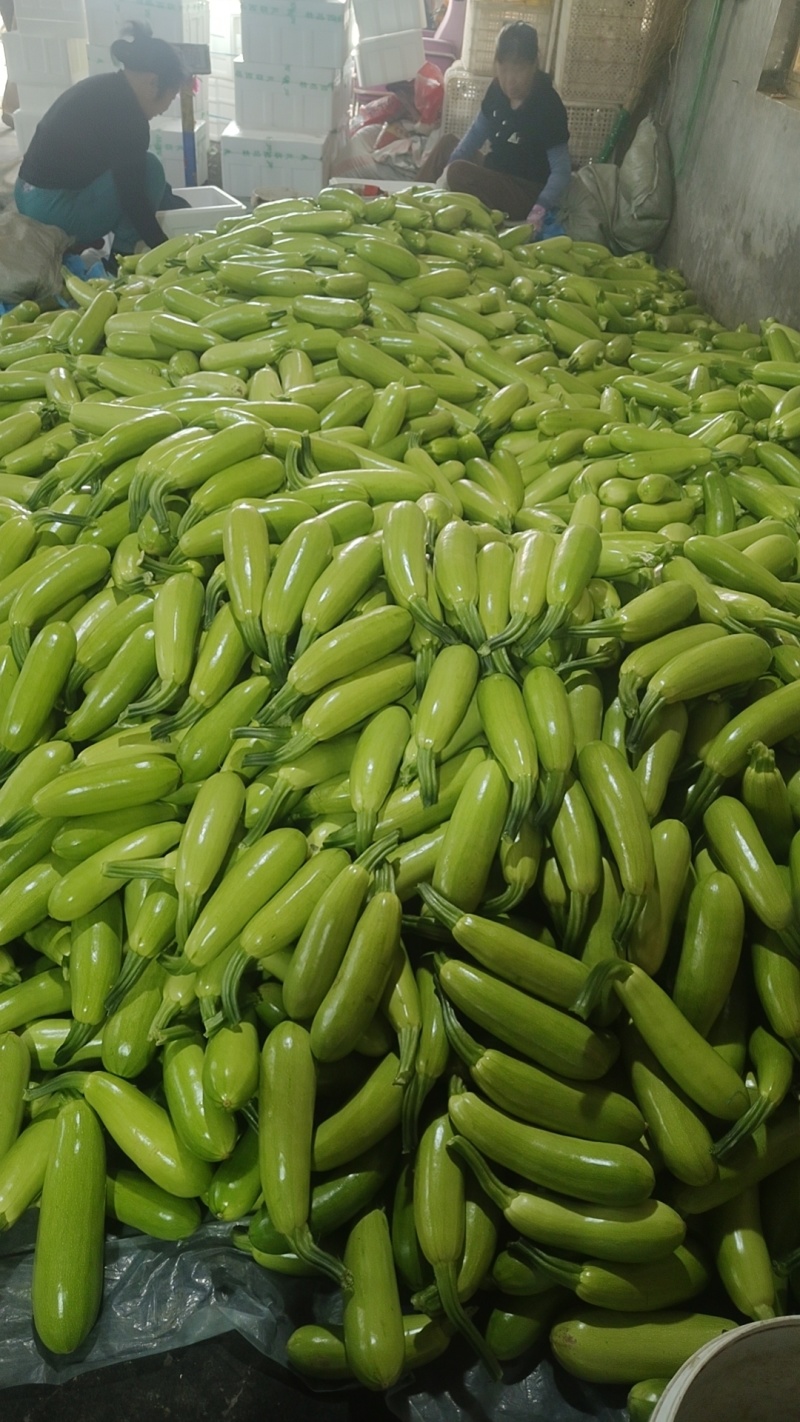 东石来宾菜场大量批发绿皮西葫芦，质量很好，信誉可靠，欢迎