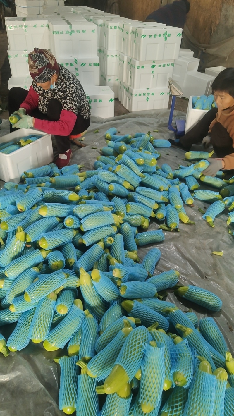 东石来宾菜场大量批发绿皮西葫芦，质量很好，信誉可靠，欢迎